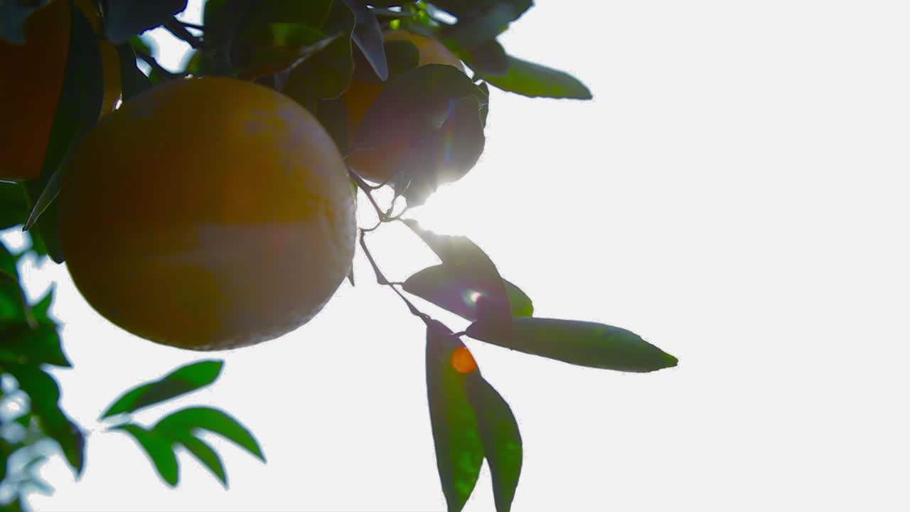 reflejo del sol en la naranja y la hoja en el jardín, vista de primer plano de ángulo bajo