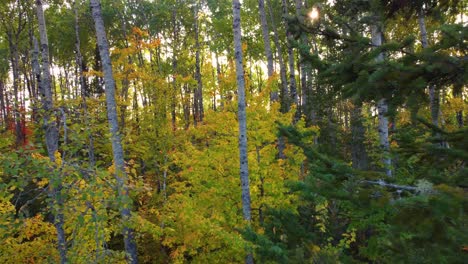 Naturaleza-Otoñal-En-El-Bosque-De-La-Reserva-Faunique-La-Vérendrye,-Quebec,-Canadá