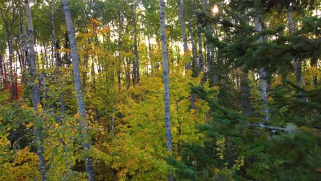 naturaleza de otoño en el bosque de la reserva faunique la vérendrye, quebec, canadá