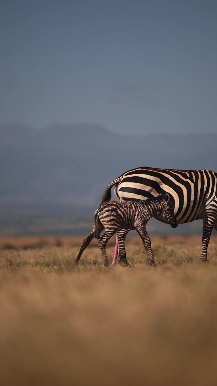 Cuccioli di animali, cucciolo di zebra appena nato nella stagione dei parti con la madre in Africa durante un safari africano, che se ne prende cura dopo il parto, piccoli cuccioli di animali in Kenya, video verticale per i social media.