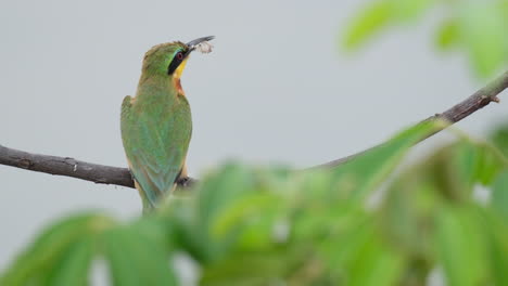 little bee-eater on tree branch with prey in its beak