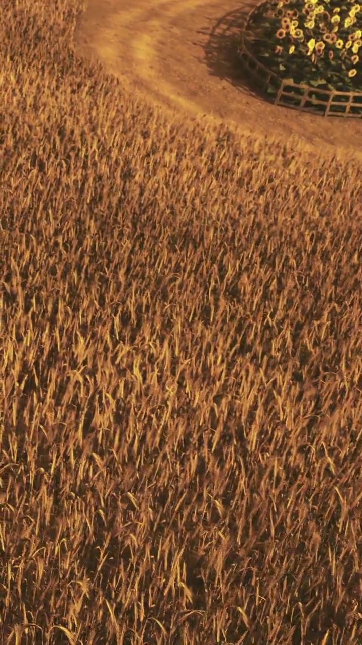 Campo di grano al tramonto con un sentiero tortuoso e un'aiuola circolare nelle vicinanze.