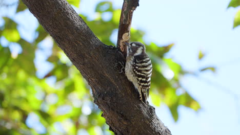 el pájaro carpintero pigmeo japonés picoteando el tronco de un árbol en busca de insectos - primer plano