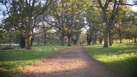 Push-forward-shot-through-wide-forest-tree-path-golden-hour