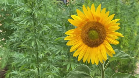 bright yellow sunflower in garden