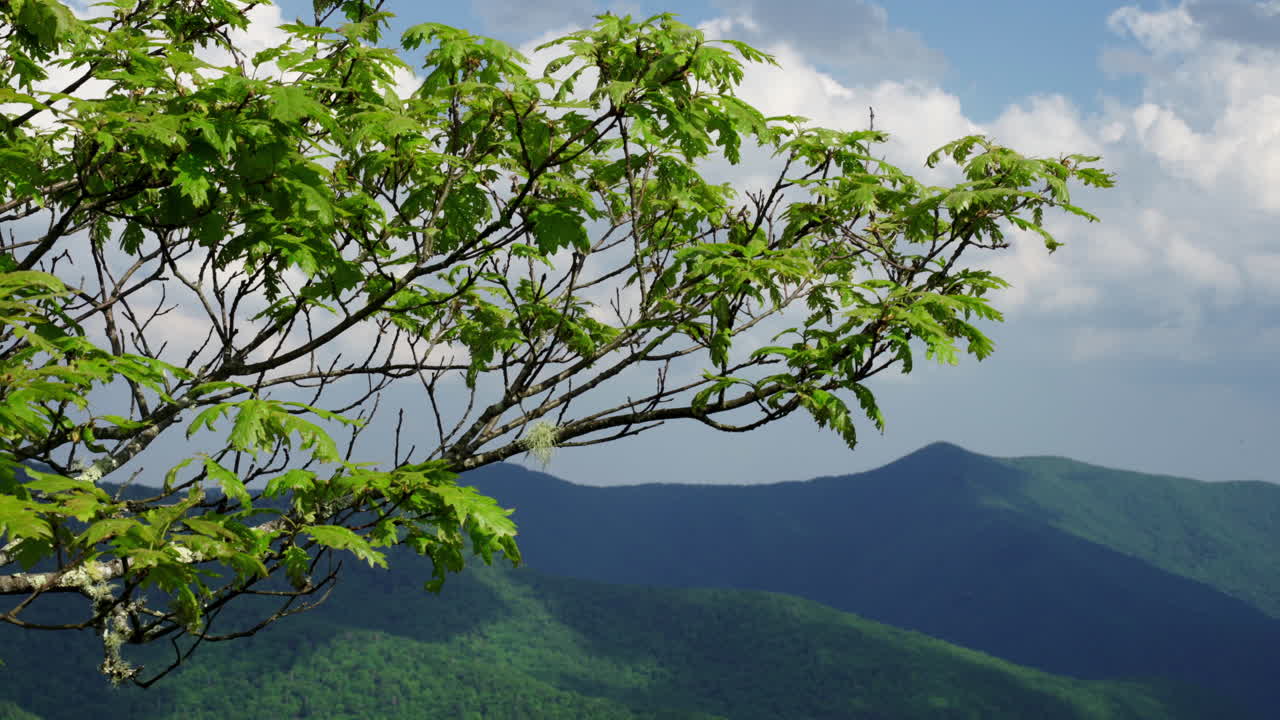 북캐롤라이나 주 애쉬빌의 아름다운 블루 리지 산맥 앞에 있는 나무 가지