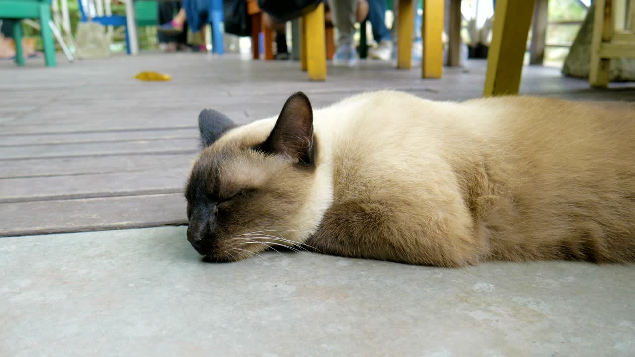 Ritratto ravvicinato di gatto che dorme.