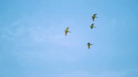 beautiful scenery of a birds flying with cloudy blue sky in the background - following shot