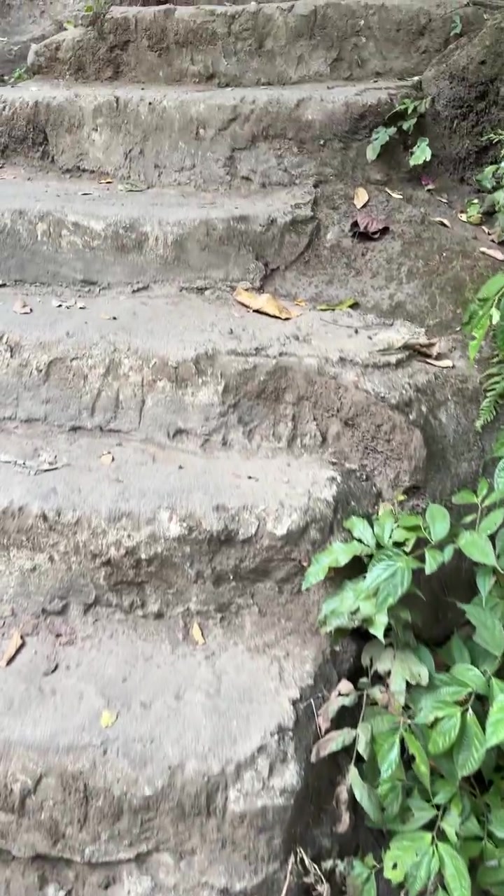 Walking Up Old Stone Stairs in a Lush Forest