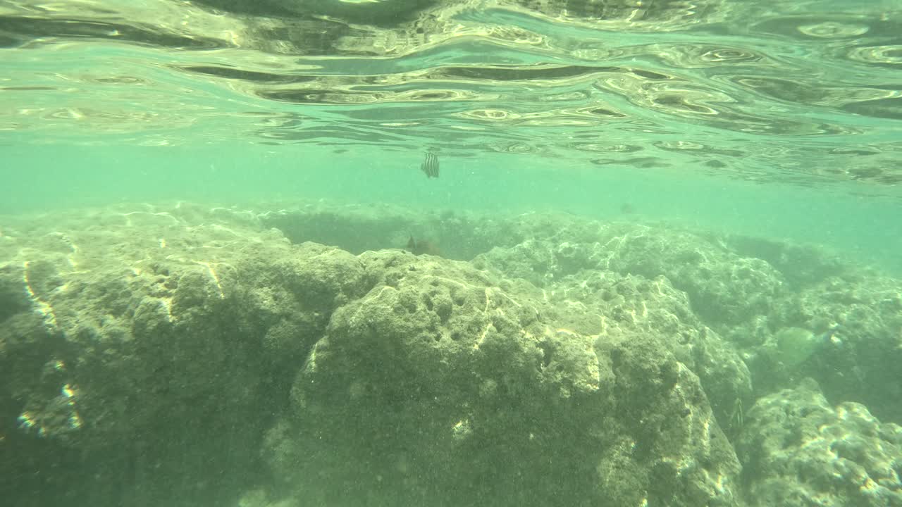 하와이 하나우마 만 에서 물 표면 바로  ⁇  에서 헤엄치는 열대 암초 물고기