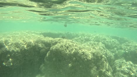 peces de arrecife tropicales nadando justo debajo de la superficie del agua en la bahía de hanauma, hawai