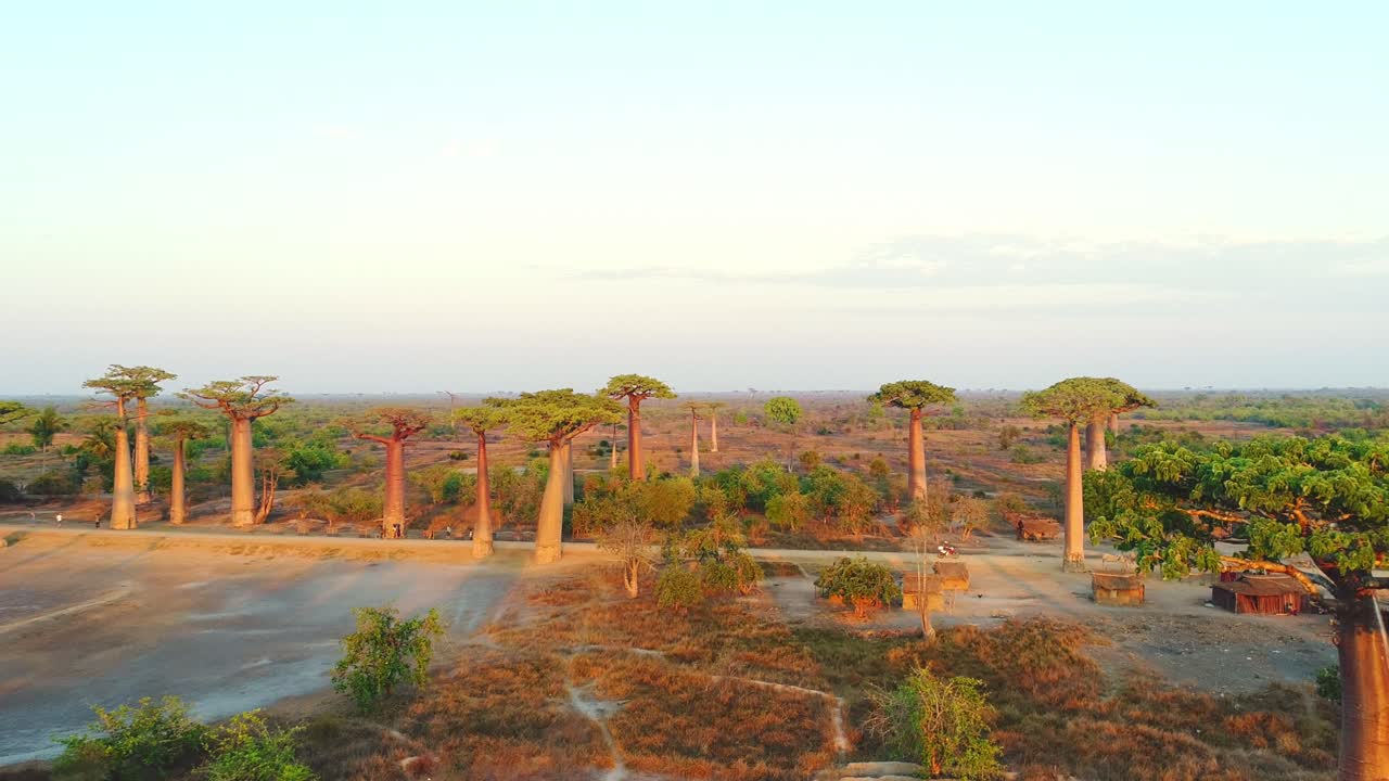 마다가스카르의 바오바브 애비뉴 (avenue of the baobabs) 에서 해가 지는 아름다운 바오 나무 에 있는 나무 집들의 긴 공중 드론 촬영