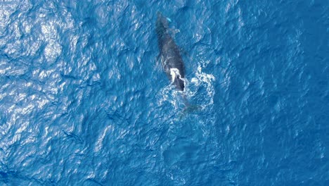 madre ballena y cría preparándose para sumergirse en el océano azul profundo