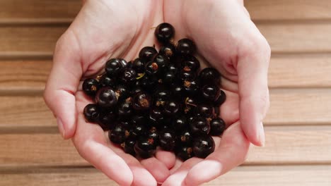 woman's hands holding blackcurrants