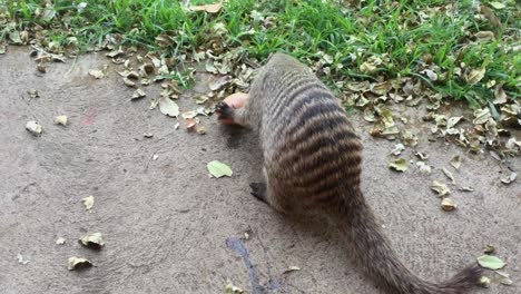 On-cracking-egg,-one-African-Banded-Mongoose-is-swarmed-by-others