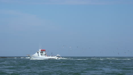 a boat on the barnegat inlet with a bunch of birds following it