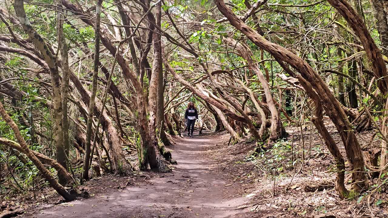 A lush forest trail in Anaga, Spain, with curved trees and a lone walker