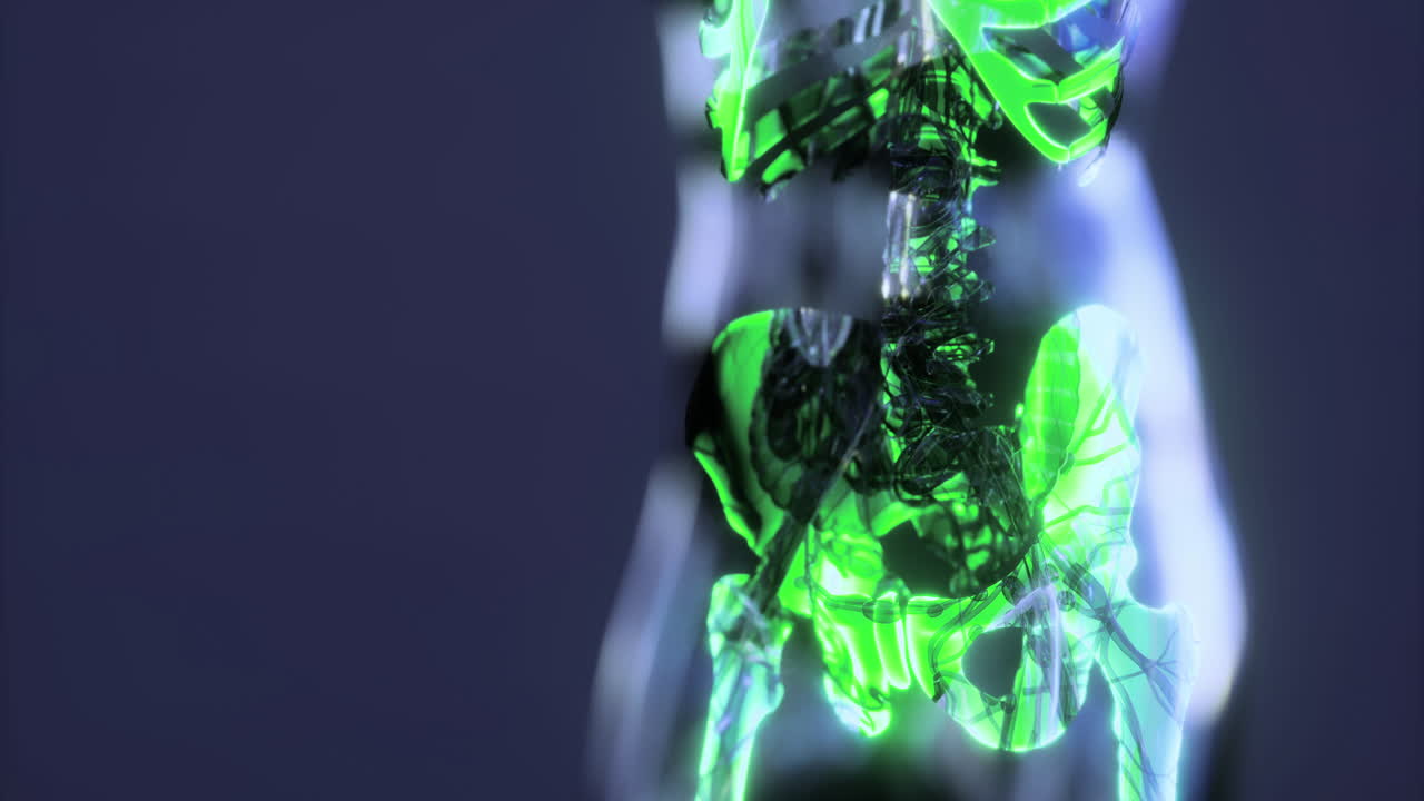 Human body skeleton anatomy illustrated with vibrant green highlights