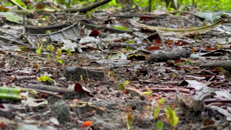 several leaf-cutter ants carry their pieces of leaves down a trail through the rain forest