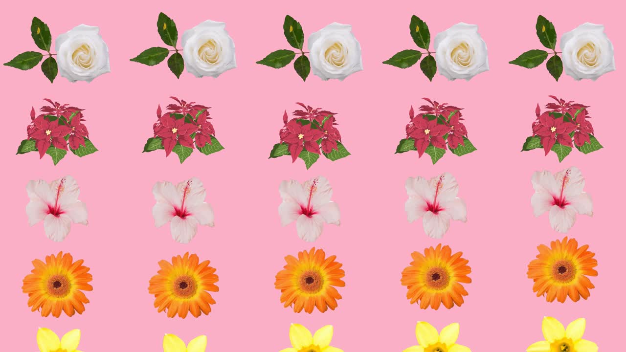 프레임 에 있는 플래시 판매 텍스트 와 분홍색 배경 에 있는 반 ⁇ 이는  ⁇ 어리 와 꽃 의 애니메이션