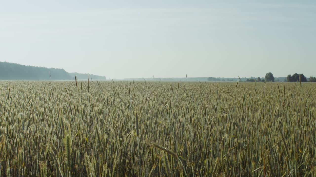 campo de trigo por la mañana