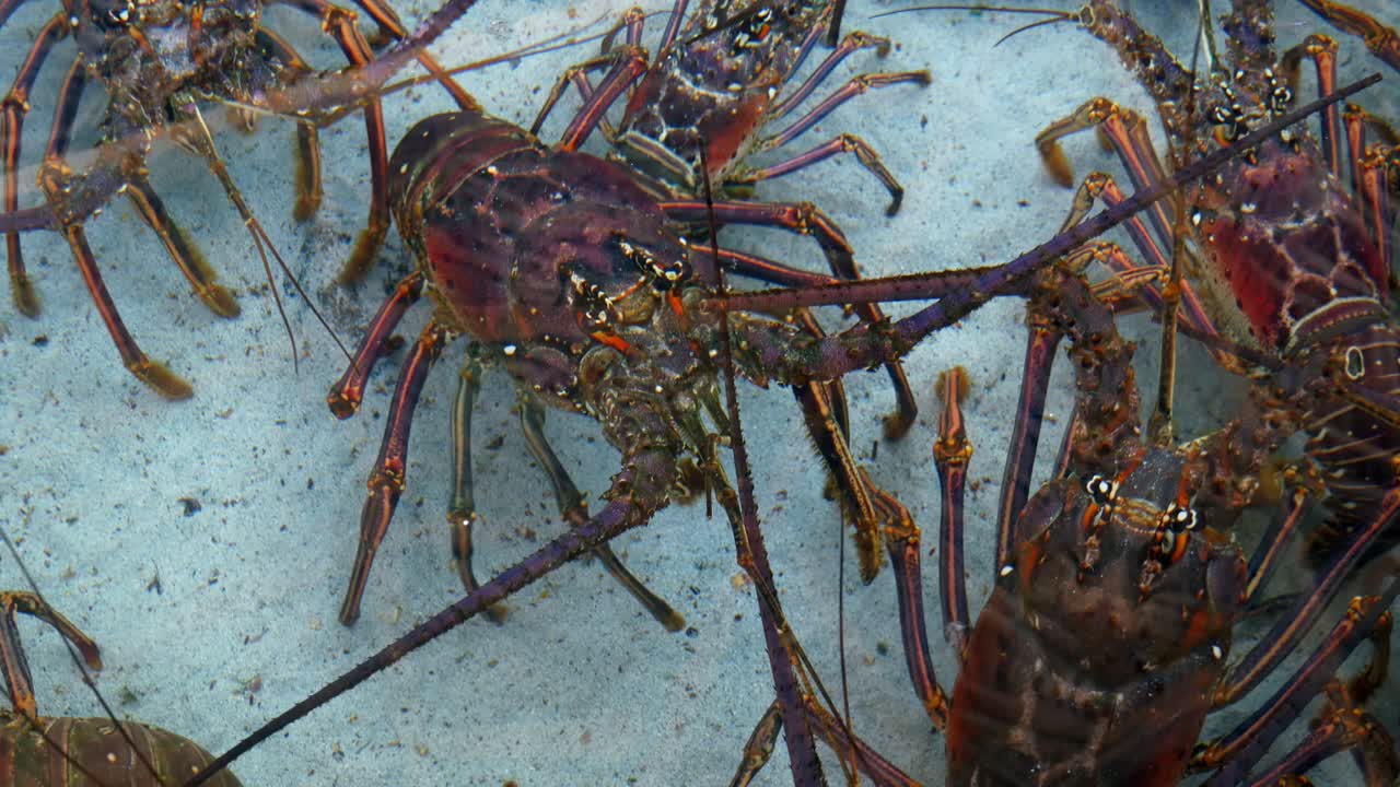 저녁 식사를 기다리는 사람이 만든 수족관의 랍스터
