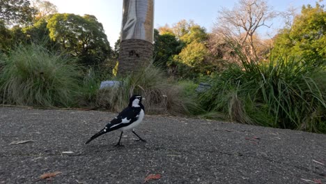 a magpie-lark follows people in the gardens