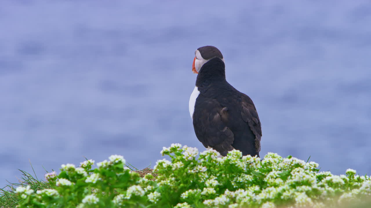 An Atlantic puffin preens among white flowers on Hornøya Island, Norway, with the North Atlantic in the background. The puffin's colorful beak and plumage stand out in this serene, natural scene