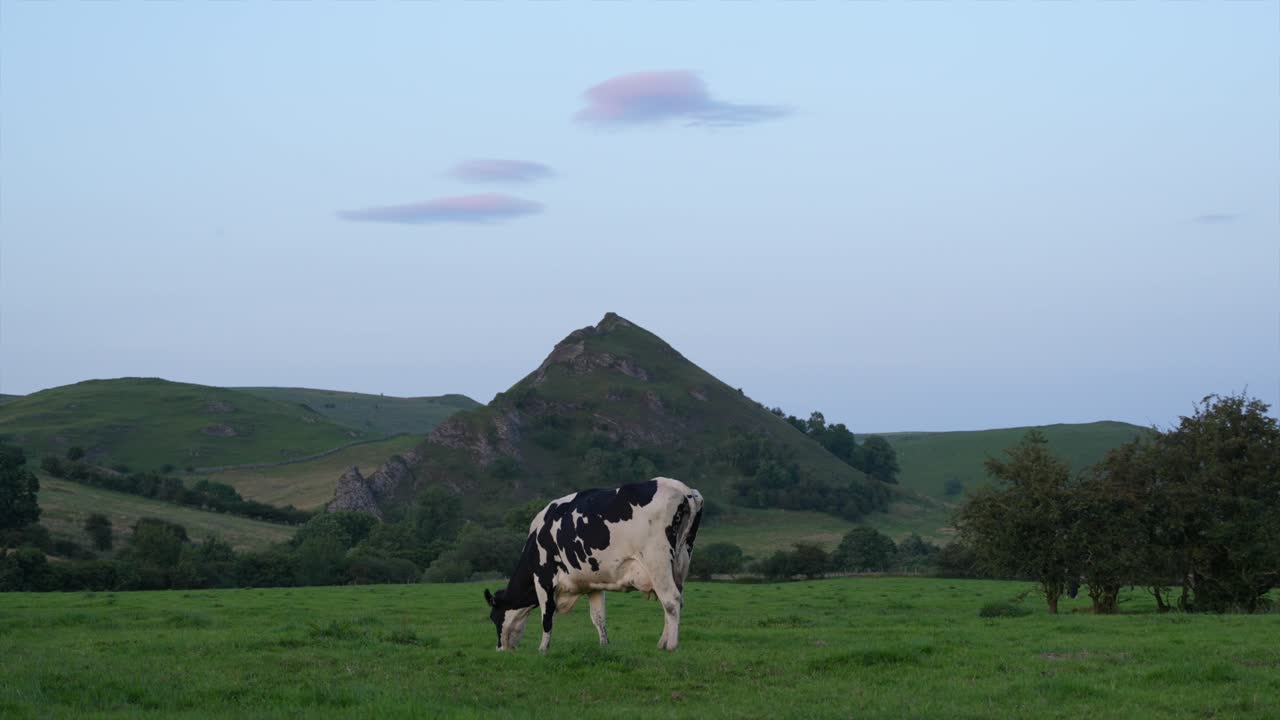 Black and white spotted cow grazing in the British countryside, in Slow Motion