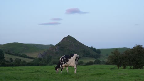 Black-and-white-spotted-cow-grazing-in-the-British-countryside,-in-Slow-Motion