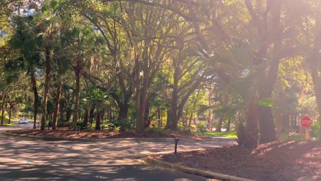 Under-beautiful-Virginia-live-oak-trees-with-spanish-moss-on-the-street-in-Hilton-Head,-South-Carolina