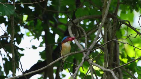 Camera-tilts-up-revealing-this-male-individual-with-food-in-its-mouth,-Banded-Kingfisher-Lacedo-pulchella,-Thailand