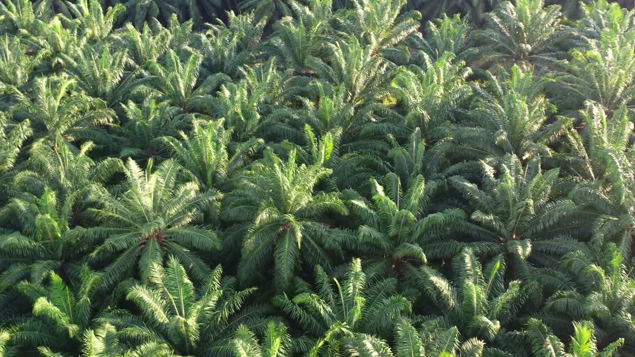 무인 항공기는 대규모 상업 농장, 단일 재배 작물이 있는 열대 농지의 기름 야자나무 농장 위로 날아갑니다.