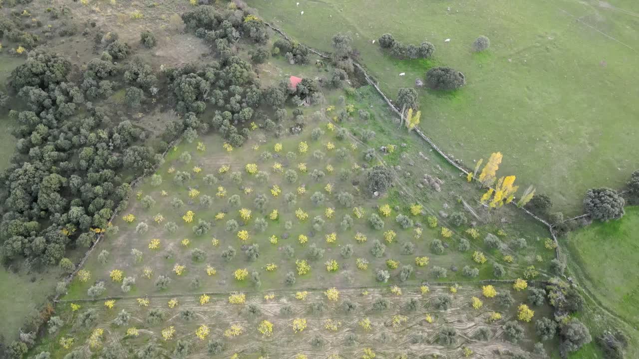 vuelo sobre un campo de árboles amarillos y verdes y un prado con ganado