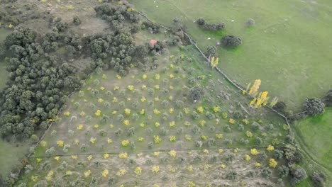 flight over a field of yellow and green trees and a meadow with cattle