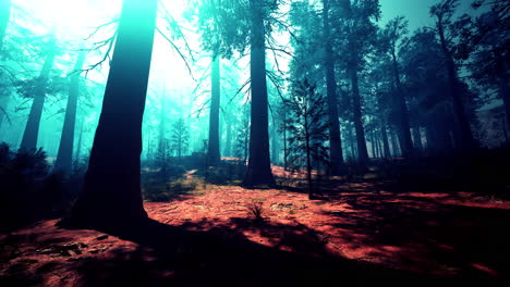 mystical redwood forest