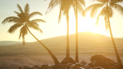 palms in desert at sunset