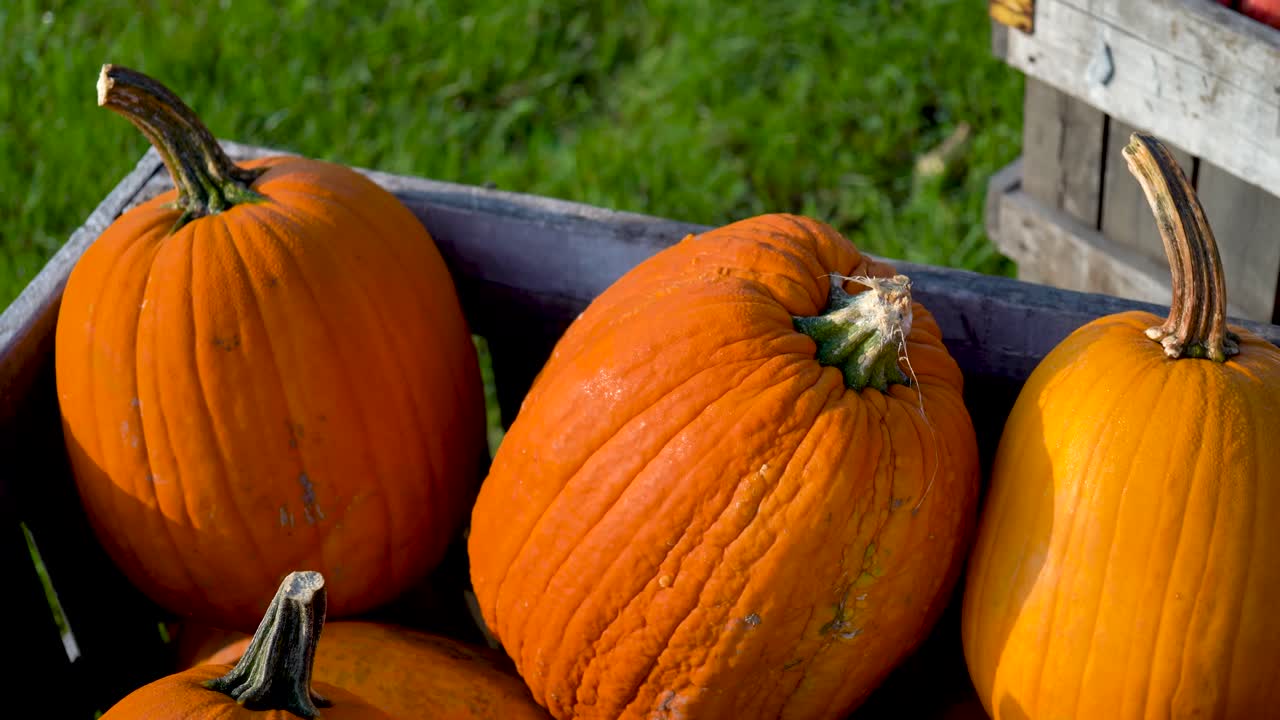 카메라가 아침 햇빛에 익은 땀을 흘리는 호박 위로 바뀌면서 근접 촬영