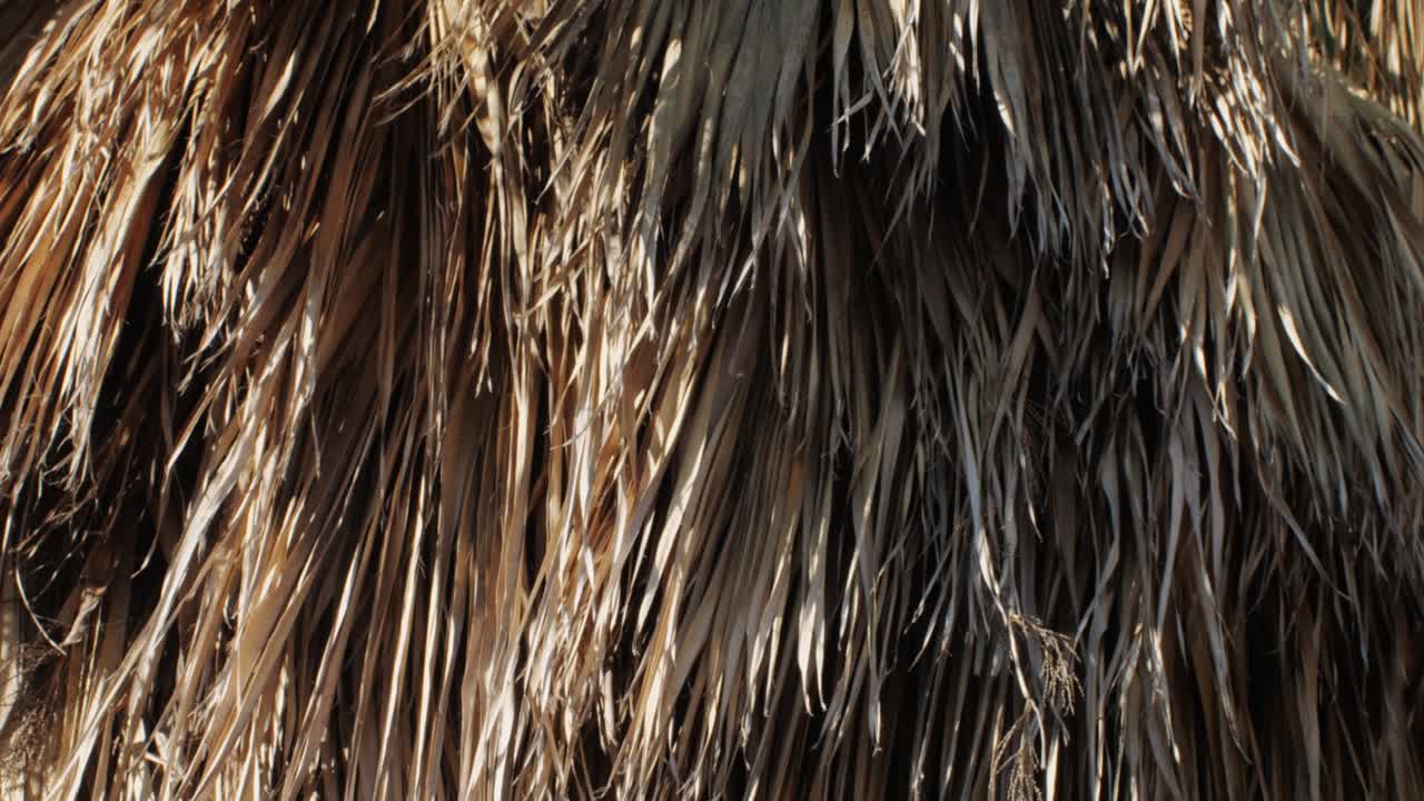 Close-up of Dry Palm Fronds Texture