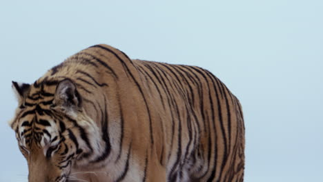 tiger looks towards camera licks lips and walks away - medium shot