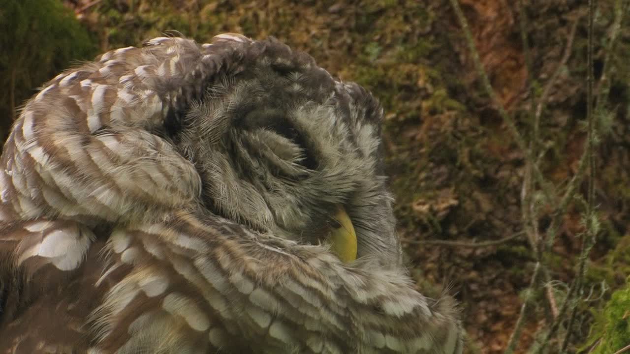 пятнистая сова отдыхает на дереве, покрытом мхом