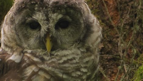 a spotted owl rests on a tree covered in moss