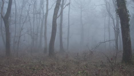 heavy fog in forestry area making feel scary