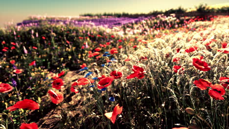 field of red poppies