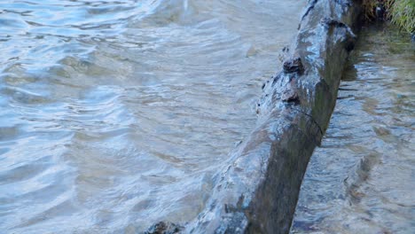 Tronco-De-Madera-En-Un-Lago-Con-Olas-En-Un-Día-Nublado