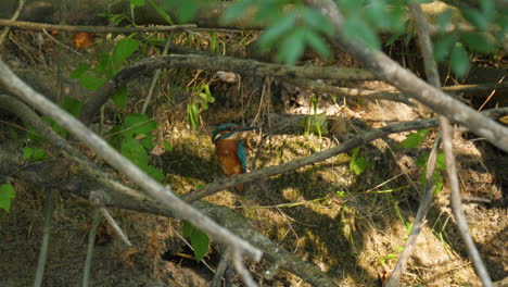 Gracula-atthis-common-king-fisher-on-a-branch-along-a-river-Herault-France