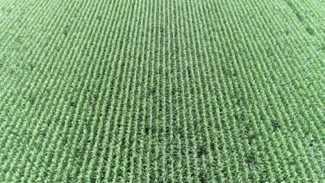 drone shot of farmland and dirt roads