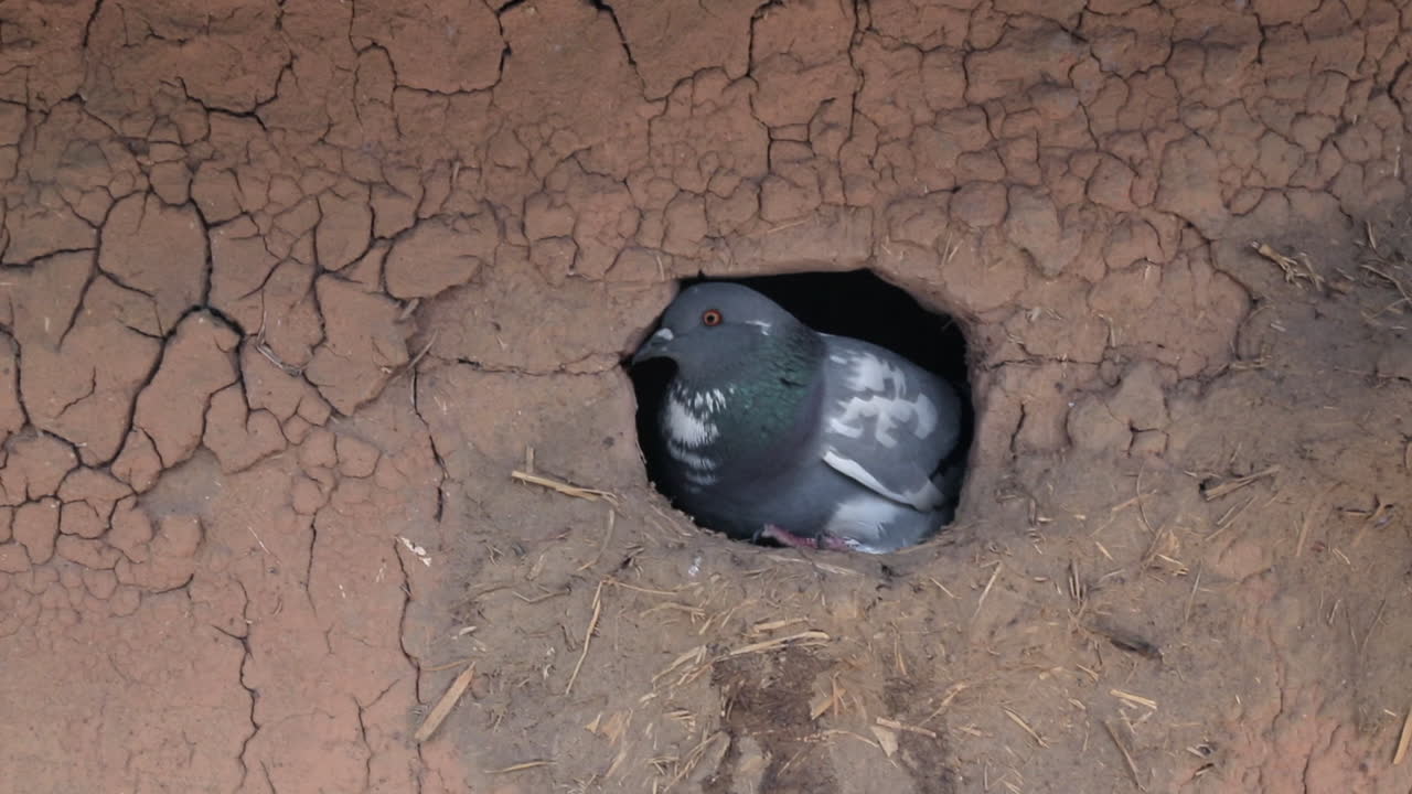 Raising pigeons in rural Nigeria - tilt down reveal of the nest in a mud hut