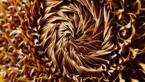 close-up abstract floral spiral pattern