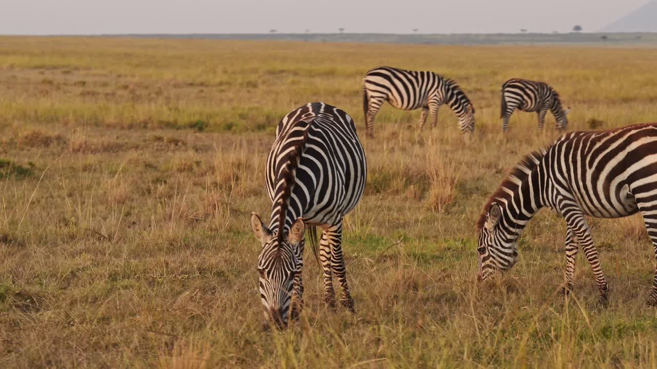 Mandria di zebre, animali africani in safari nella fauna selvatica africana a Masai Mara in Kenya, nella Riserva Naturale di Maasai Mara, al pascolo nella splendida luce del sole all'alba durante l'ora d'oro, ripresa in tracking con Steadicam e gimbal